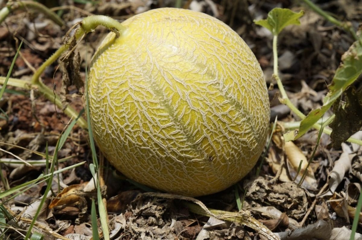 MELON - 900 g -